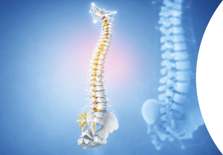 Spine